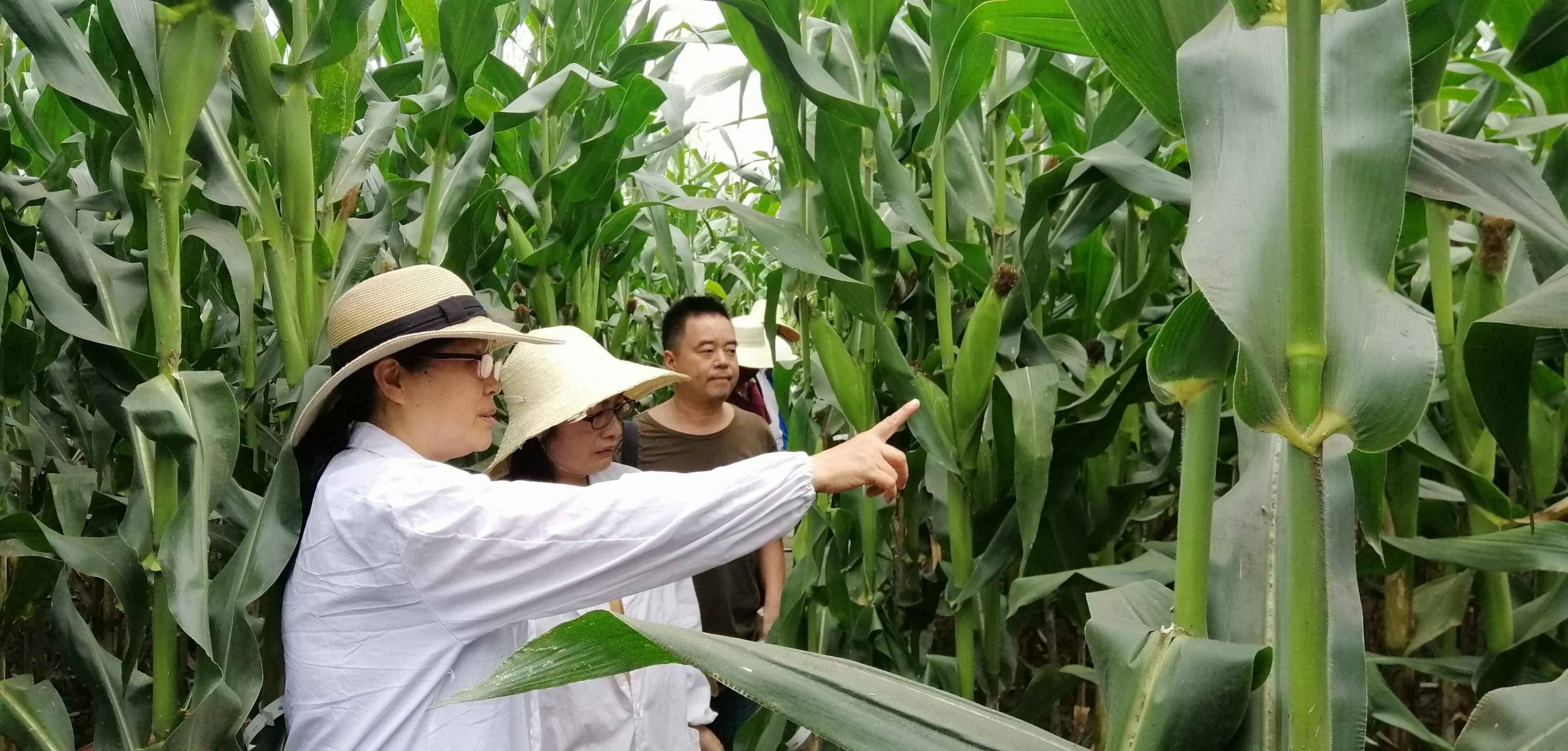 请问玉米种植技术与管理