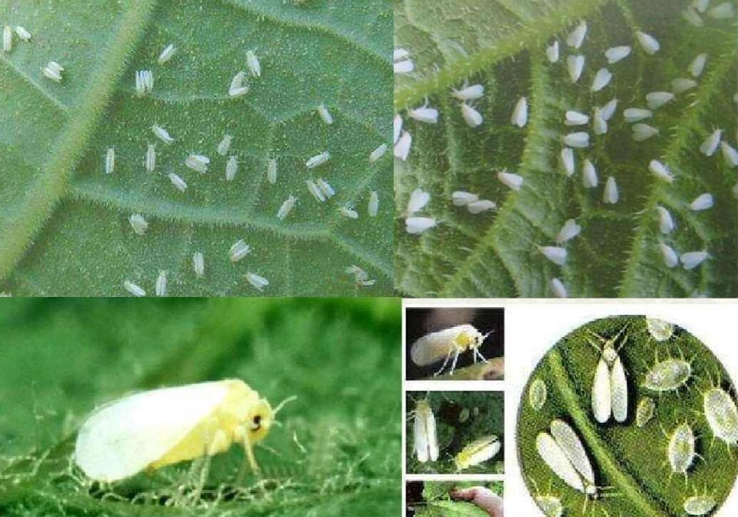 如何防治田间作物上的白粉虱虫害？ 农化科普 北京傲禾测土配方施肥官方网站测土施肥网测土配肥加盟 北京傲禾测土 