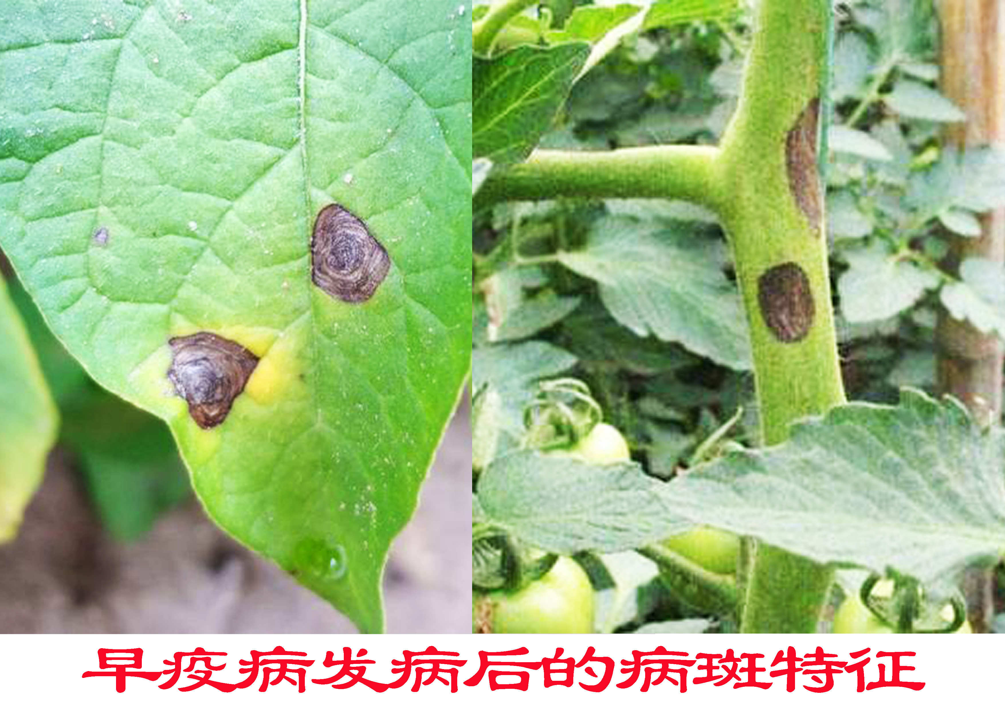 大蒜基腐病-果树、蔬菜、茶树病虫-图片