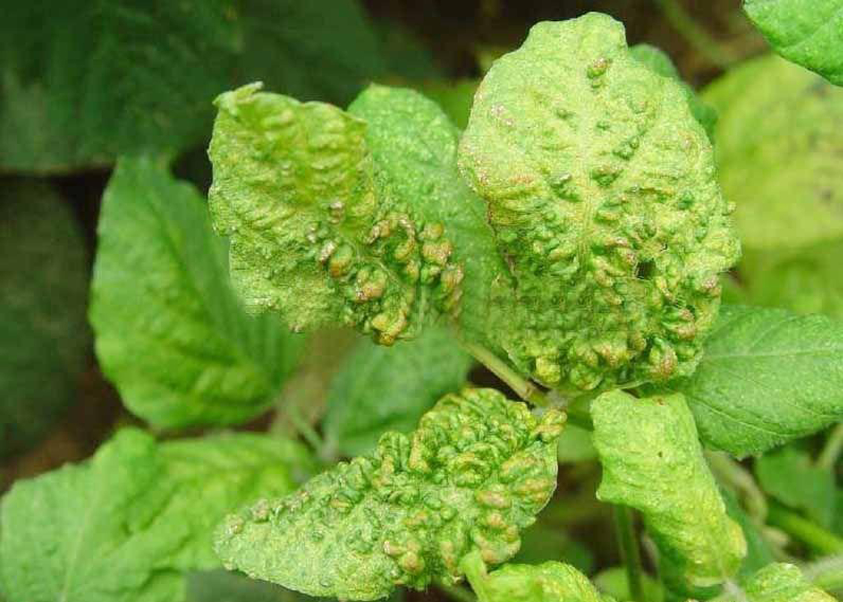 凤仙花 | 植物、药材及栽培过程图解